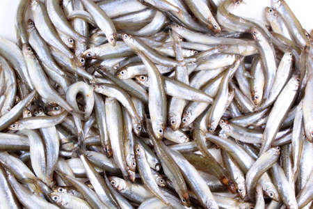Smelt fish background. Pacific little varietyの写真素材