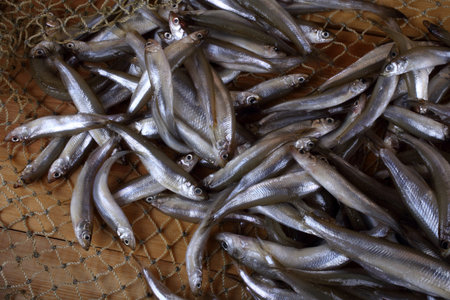 Smelt fishes on net (Pacific little smelt)