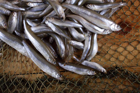 Smelt fishes on net (Pacific little smelt)の写真素材