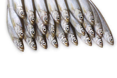 Smelt fishes isolated on whiteの写真素材