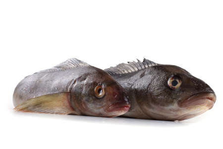 Sea bass isolated on whiteの写真素材