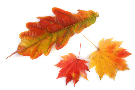 Autumn oak and maple leaves