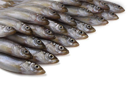 Smelt fishes isolated on whiteの写真素材