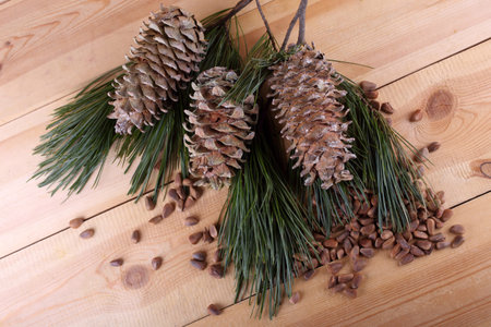 Cedar pine nutsの写真素材