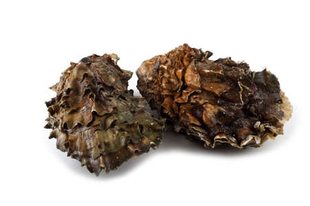 Two oysters isolated on whiteの写真素材