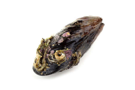 Mussel isolated on whiteの写真素材