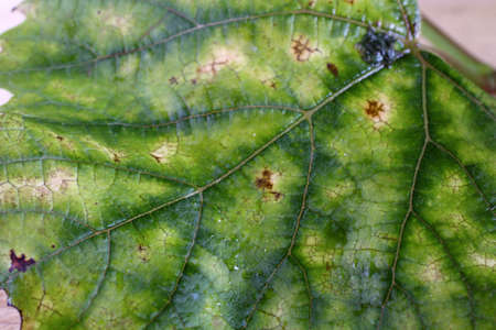 Autumn grape leaf. Macroの写真素材