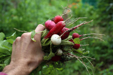 Radish harvest. Hand holding bunchの写真素材
