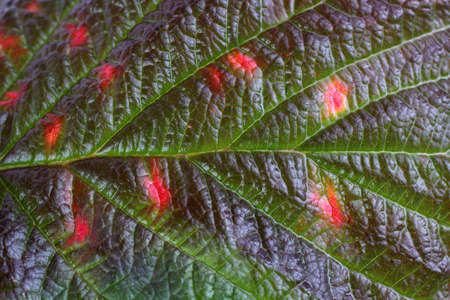 Autumn raspberry leaf backgroundの写真素材