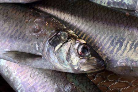 Herring on netの写真素材