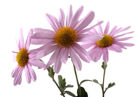 Growing pink chrysanthemumsの写真素材