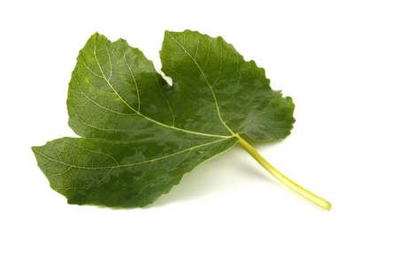 Fig leaf isolated on whiteの写真素材