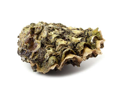 Oyster isolated on whiteの写真素材