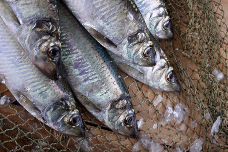 Herring on net
