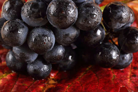 Black wine grape on autumn leafの写真素材