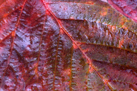 Autumn blackberry leaf. Macro background