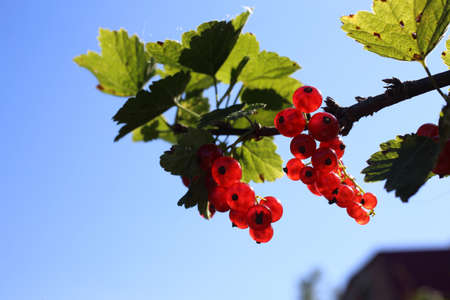 Growing red currantの写真素材