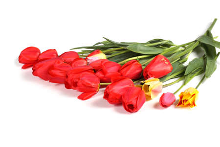 Tulips isolated on whiteの写真素材