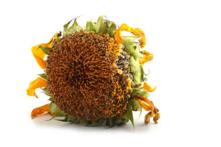 Sunflower isolated on whiteの写真素材