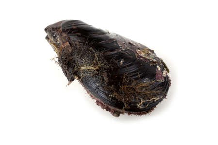 Mussel isolated on whiteの写真素材