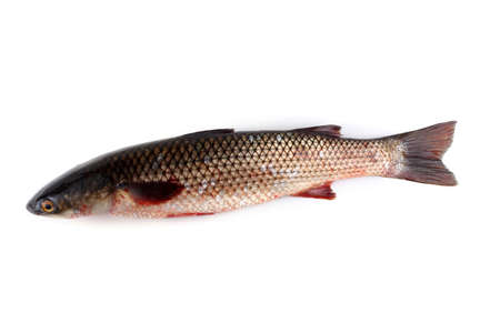 Pelengas fish. Mullet varietyの写真素材