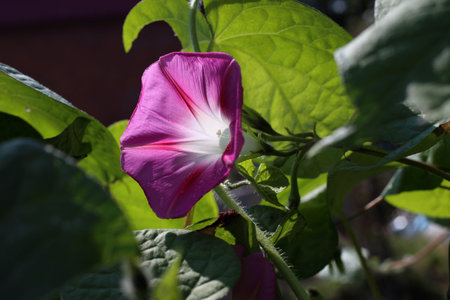 Growing morning glory in garden