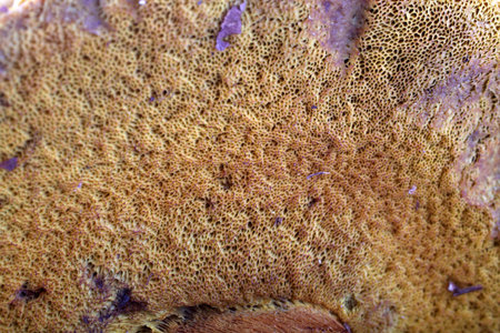Rugiboletus extremiorientalis. Wild bolete mushroom. Macro background.