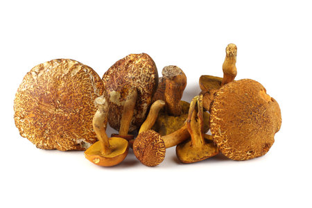 Boletus ferrugineus (Xerocomus spadiceus) and Rugiboletus extremiorientalis mushrooms. Delicacy