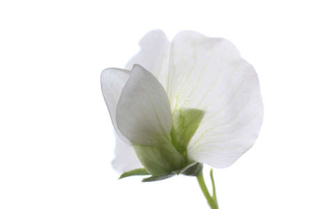 Pea flower isolated on whiteの写真素材