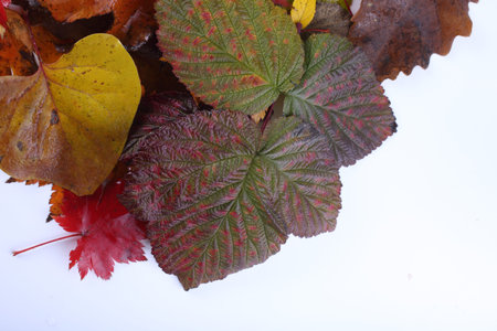 Multicolor autumn leaves