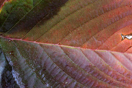 Autumn blackberry leaf. Macro