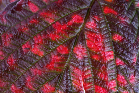Autumn raspberry leaf background