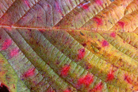 Autumn raspberry leaf background