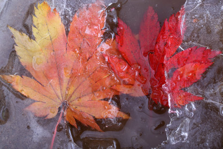 Iced autumn maple leaf. Frozen stream