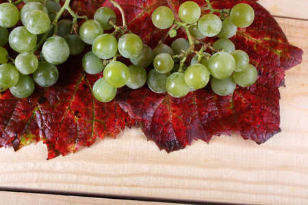 Wine grape on tableの写真素材