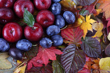 Plums on autumn leavesの写真素材