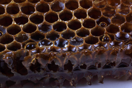 Brown buckwheat honeycombs