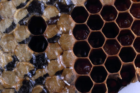 Brown buckwheat honeycombs