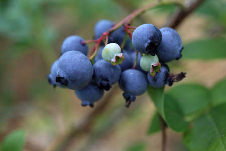 Growing blueberriesの写真素材