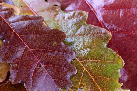 Autumn oak maple leaves