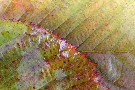 Autumn blackberry leavesの写真素材