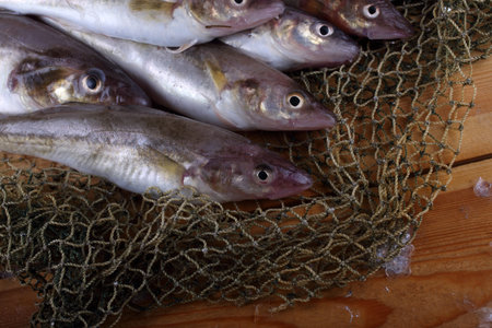 Saffron cod on net
