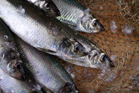 Herring on netの写真素材