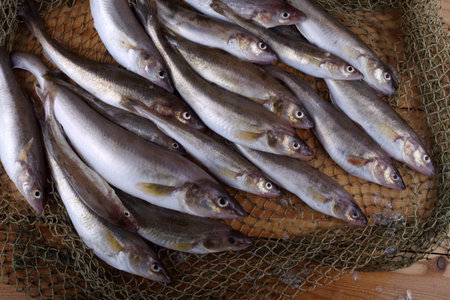 Saffron cod on net
