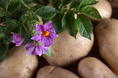 Potatoes and flowers. Focus on flowersの写真素材