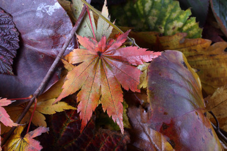 Multicolor autumn leaves
