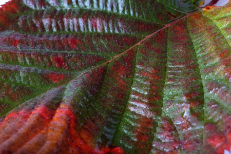 Autumn blackberry leafの写真素材