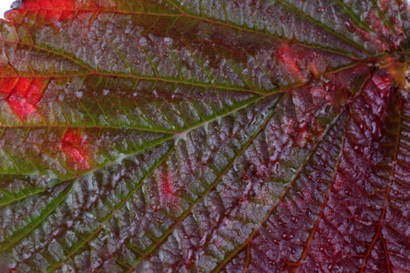 Autumn raspberry leaf background