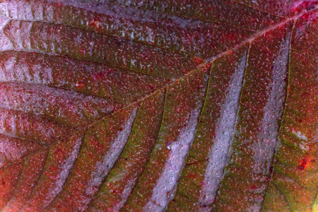 Autumn blackberry leaf background