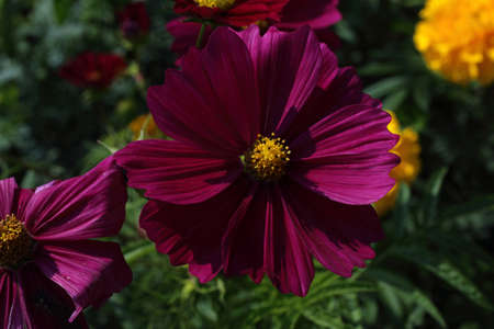 Cosmos flowerの写真素材